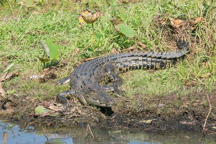 Corroboree Billabong 2.5 hour Lunch Cruise