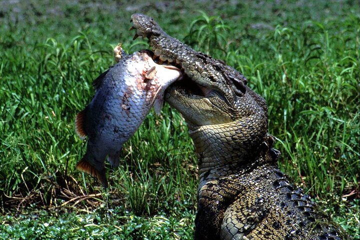 Corroboree Billabong 2.5 hour Lunch Cruise