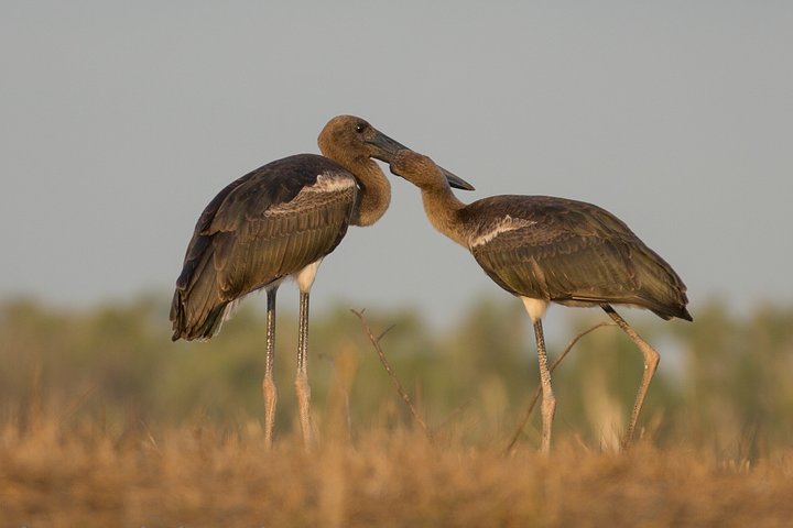 Corroboree Billabong Wetland Cruises - 1.5 hour Morning cruise