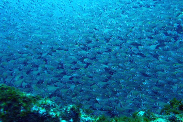 Muiron Islands Snorkeling in Exmouth