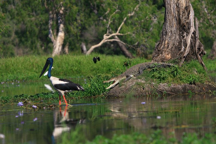 Corroboree Billabong Wetland Cruises - 1.5 hour Morning cruise