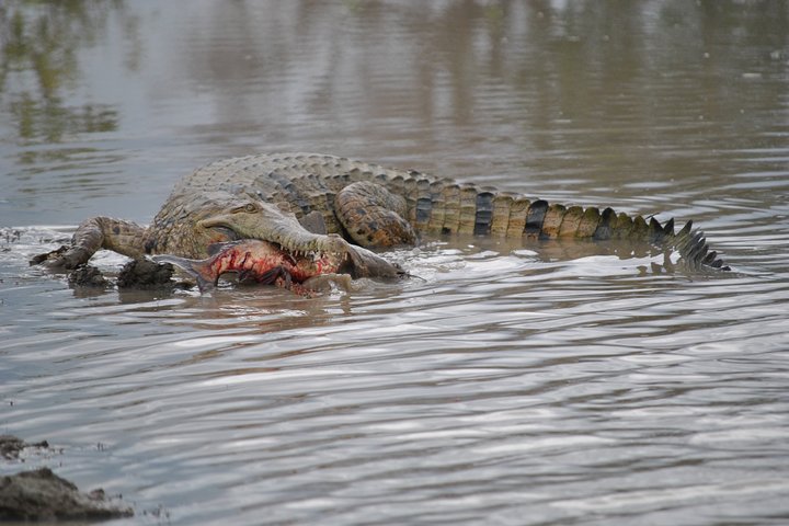 Corroboree Billabong Wetland Cruises - 1.5 hour Morning cruise