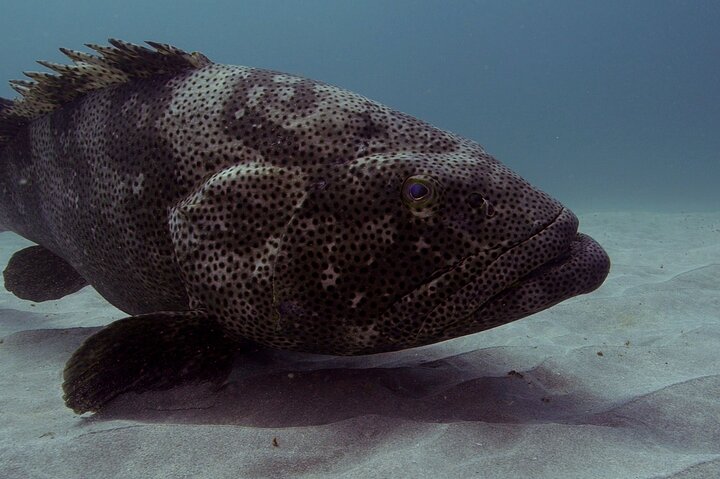 Muiron Islands Snorkeling in Exmouth