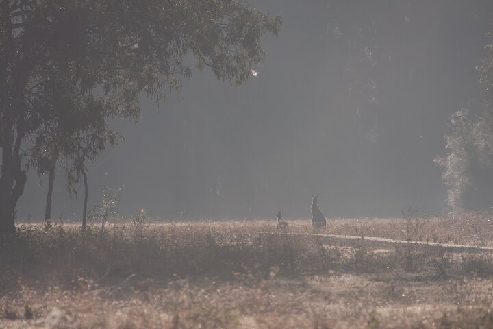 Kangaroos, mangroves and the ocean