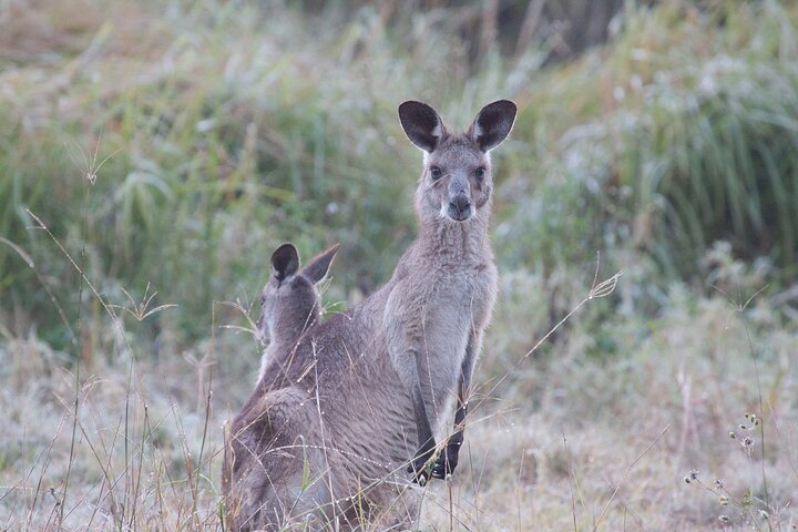 Kangaroos, mangroves and the ocean