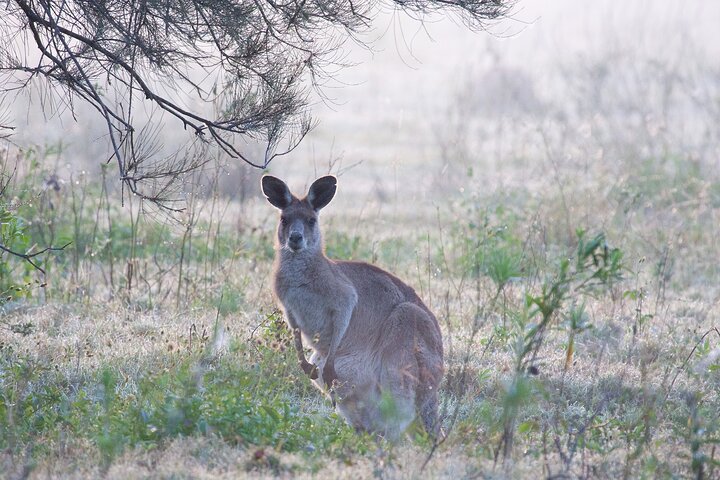 Kangaroos, mangroves and the ocean