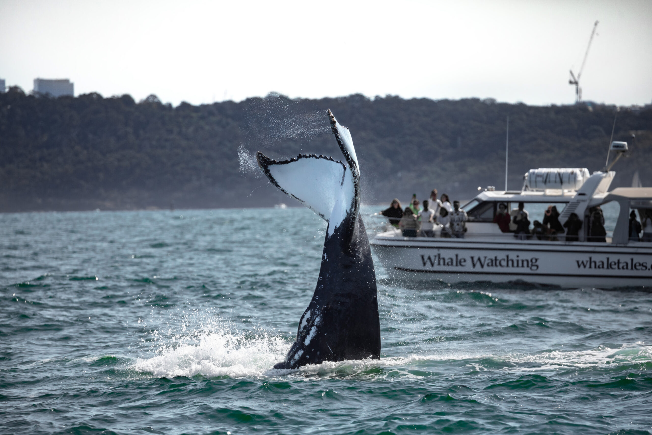 Ocean Whale Watching Experience