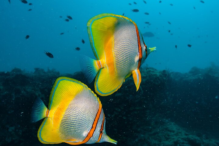 Muiron Islands Snorkeling in Exmouth