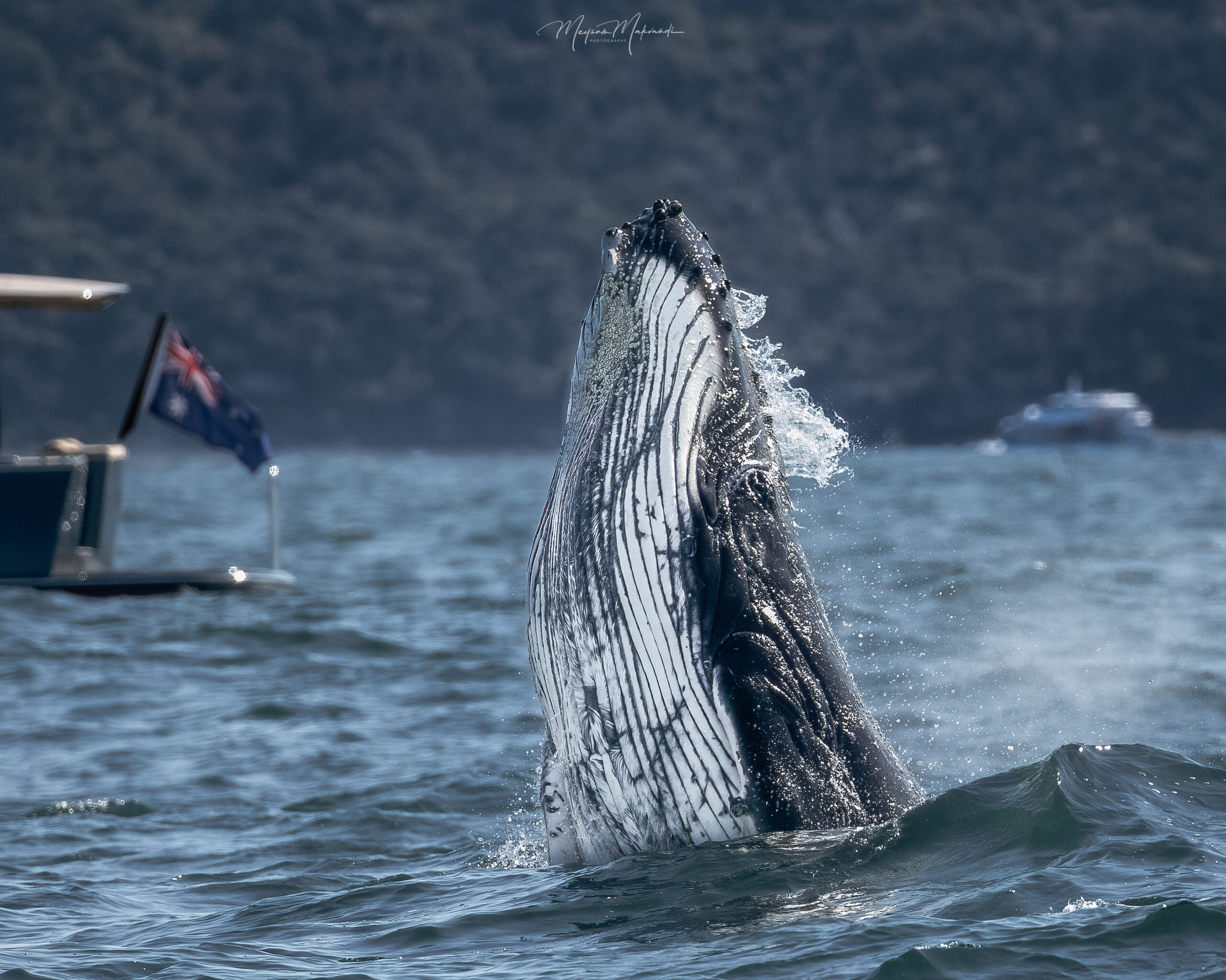 Ocean Whale Watching Experience