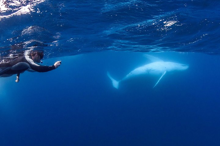 Whale Watching and Swim with Whales Cruise from Mooloolaba