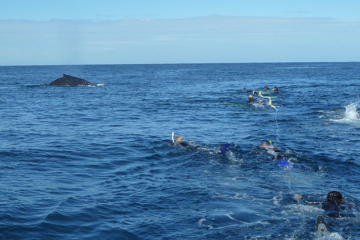 Whale Watching and Swim with Whales Cruise from Mooloolaba