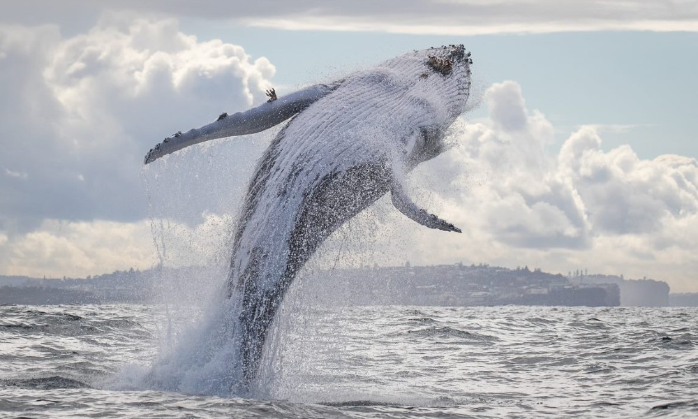 Express Sydney Whale Watch Adventure