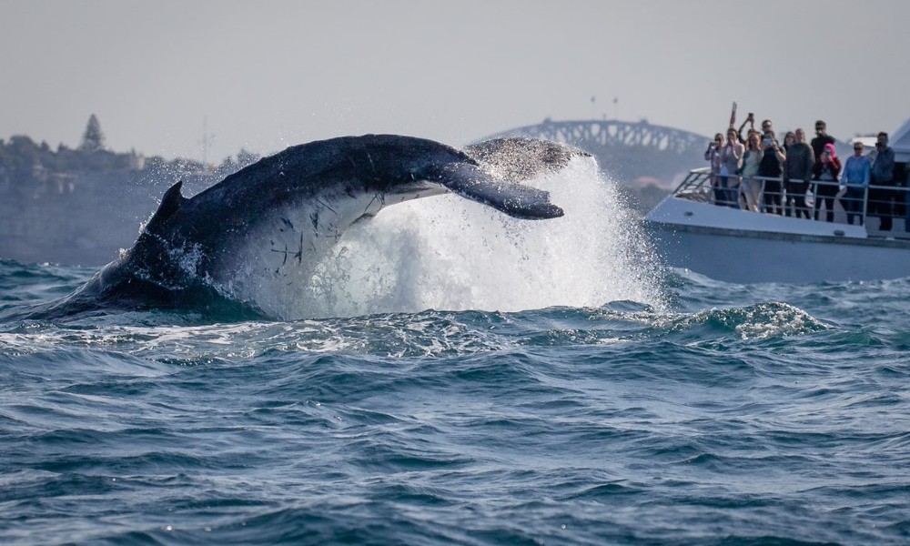 Express Sydney Whale Watch Adventure