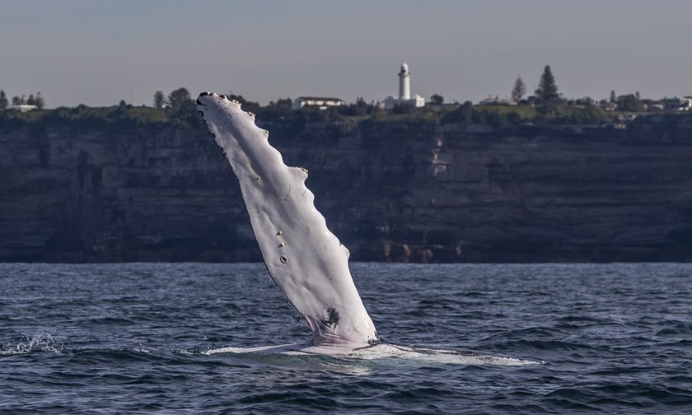 Express Sydney Whale Watch Adventure