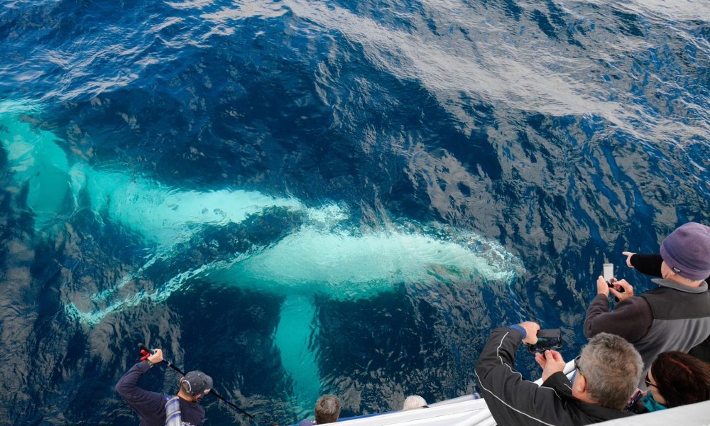 Merimbula Whale Adventure – 2 Hours