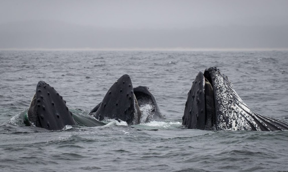 Merimbula Whale Adventure - 2 Hours