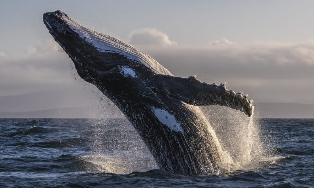 Merimbula Whale Adventure - 2 Hours