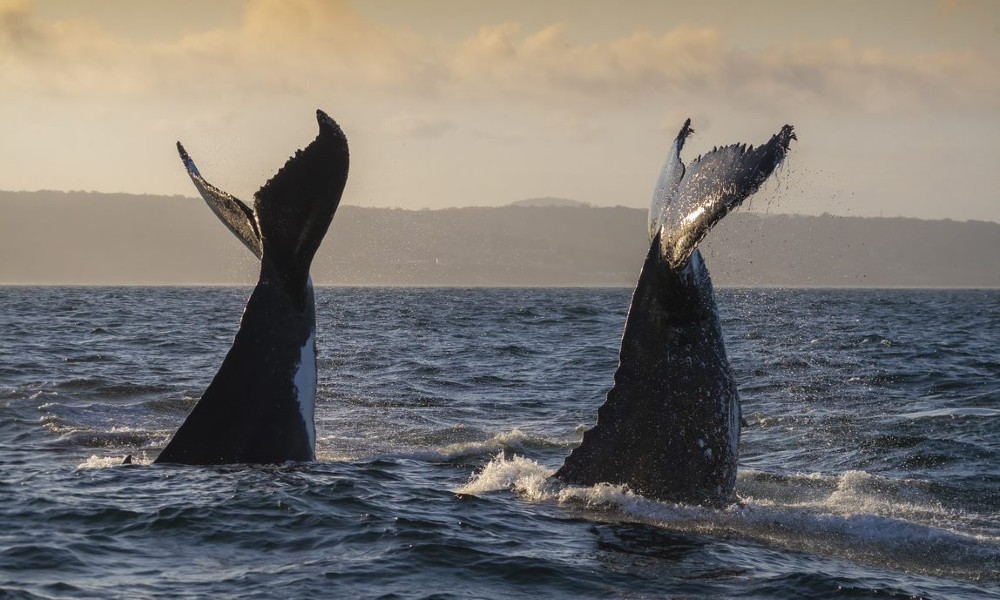 Merimbula Whale Adventure - 2 Hours