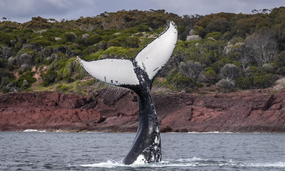 Merimbula Whale Adventure - 2 Hours