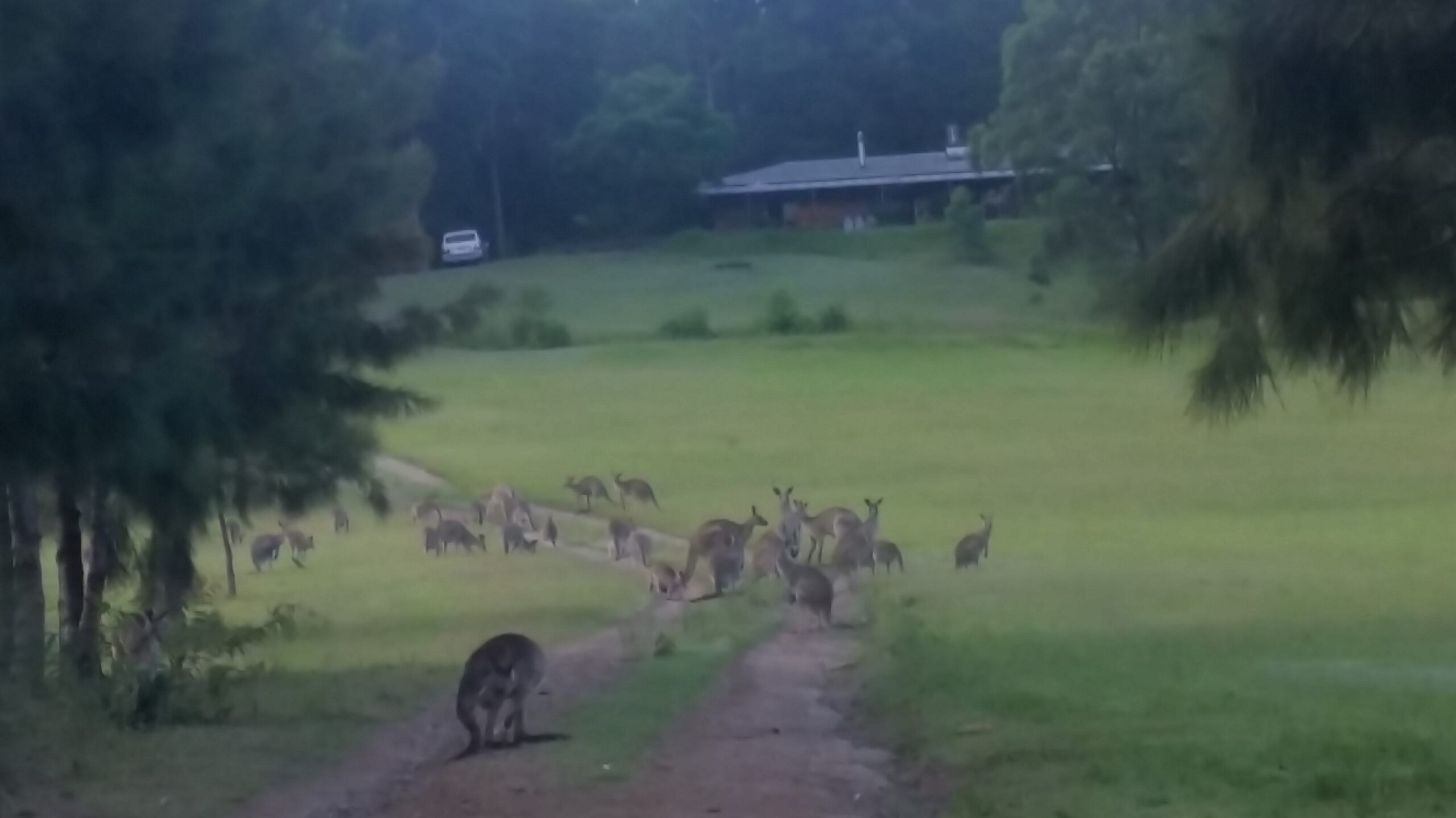 Hunter Valley Wine Wildlife Watagans Wilderness and Railways