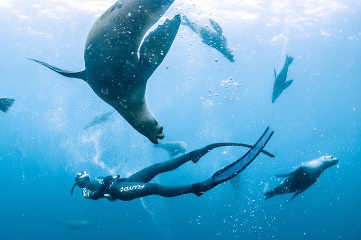 4-Hour Freediving Taster Experience at Bondi Beach