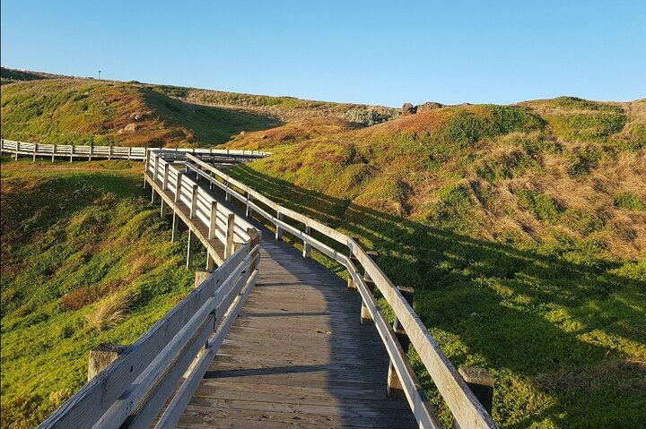 Phillip Island Native animal Tour