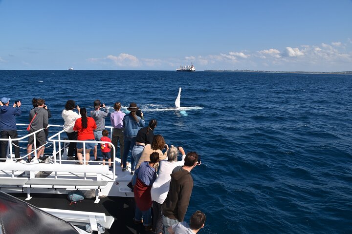 Mooloolaba Whale Watching Cruise