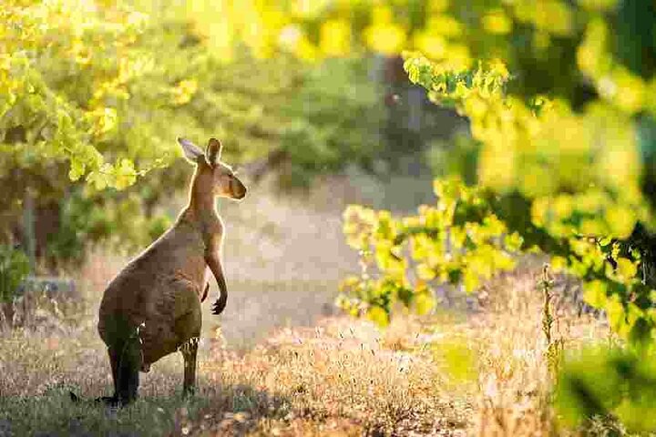 Margaret River's Boutique Wine Tour - Timeless Tours