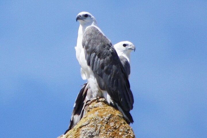 Ile Des Phoques and Maria Island Cruise Day Tour with Lunch