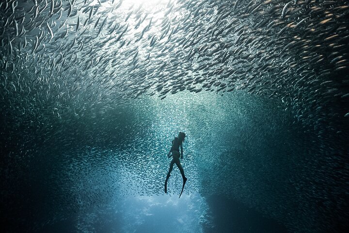 4-Hour Freediving Taster Experience at Shelly Beach, Manly