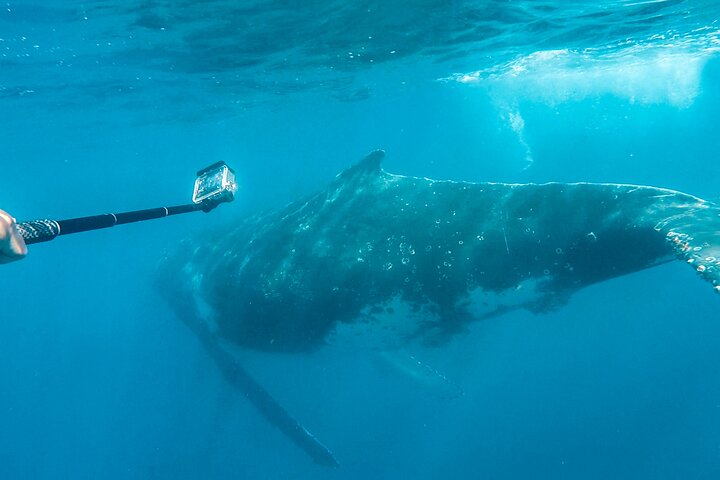 Whale Watching and Swim with Whales Cruise from Mooloolaba