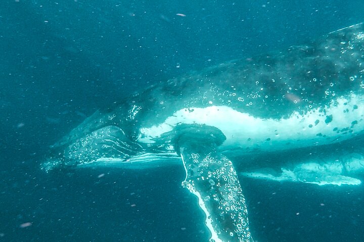 Whale Watching and Swim with Whales Cruise from Mooloolaba