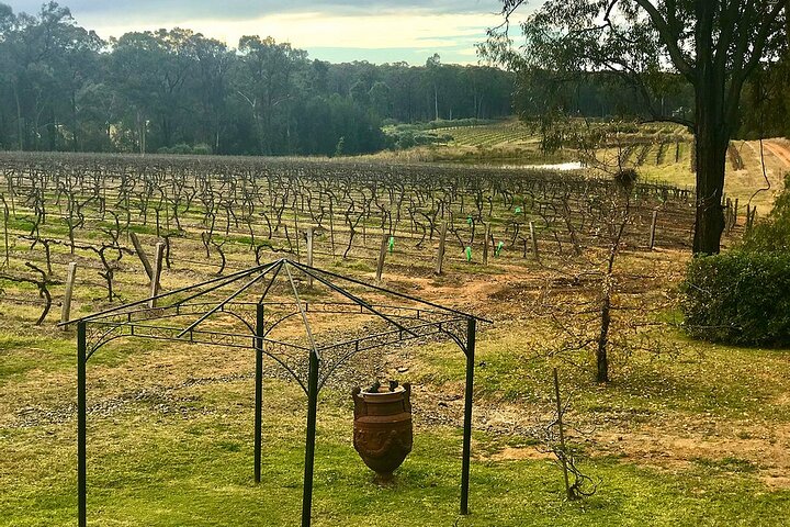 Hunter Valley Wine Tasting + Lunch Guided Day Tour