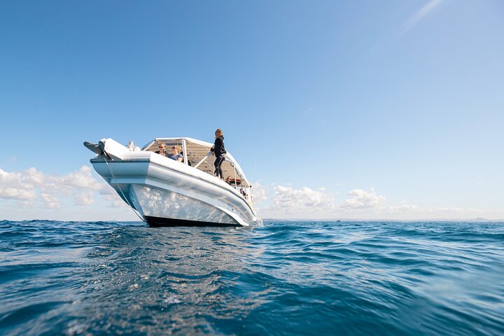 Whale Watching and Swim with Whales Cruise from Mooloolaba