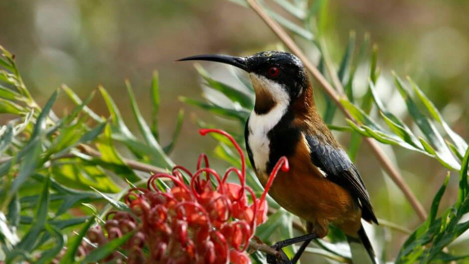 Best of Wildlife - Canberra