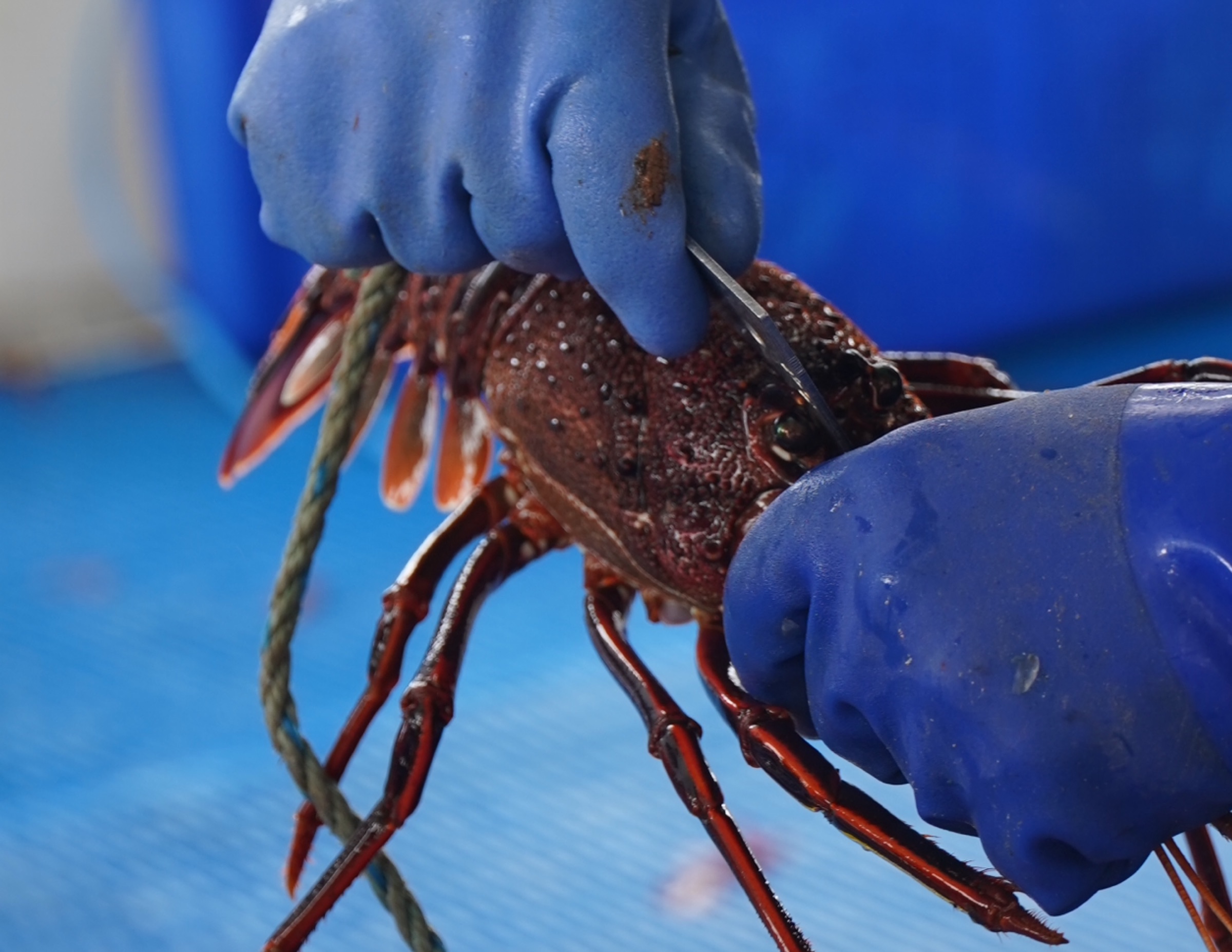 Rock Lobster Catch and Keep Boat Tour