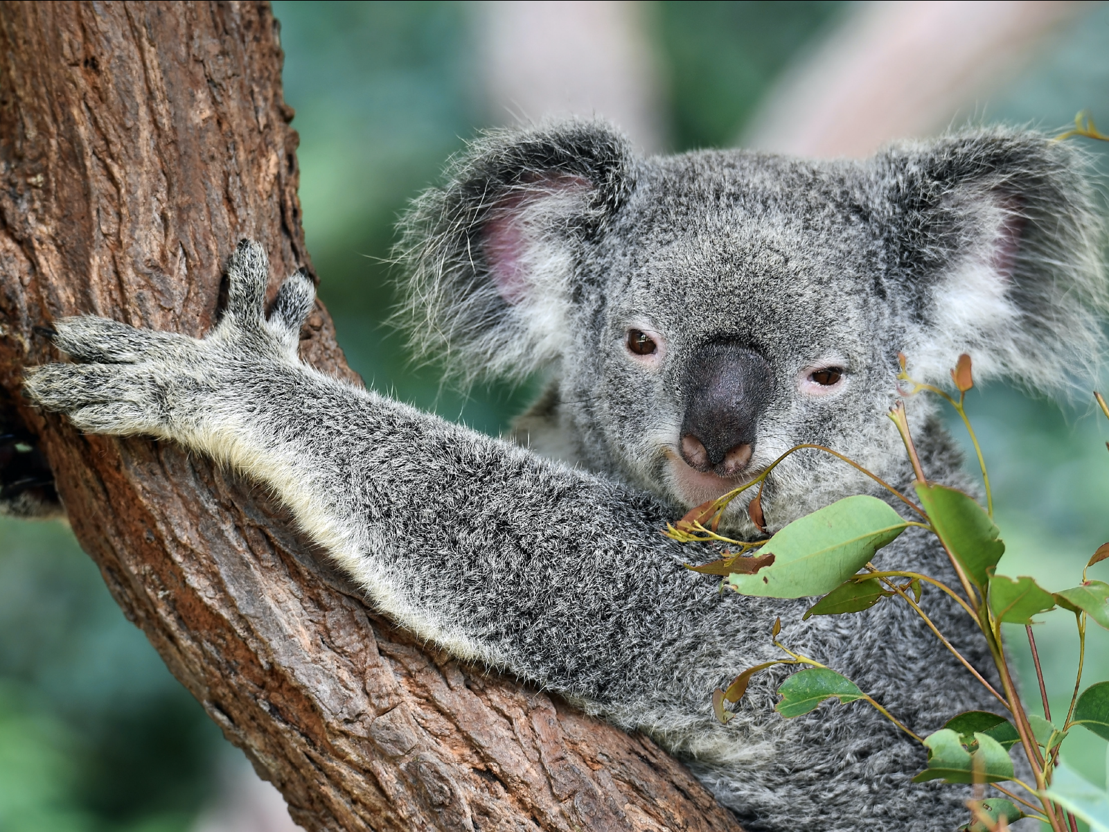 Best of Wildlife and Birds Tour - Canberra