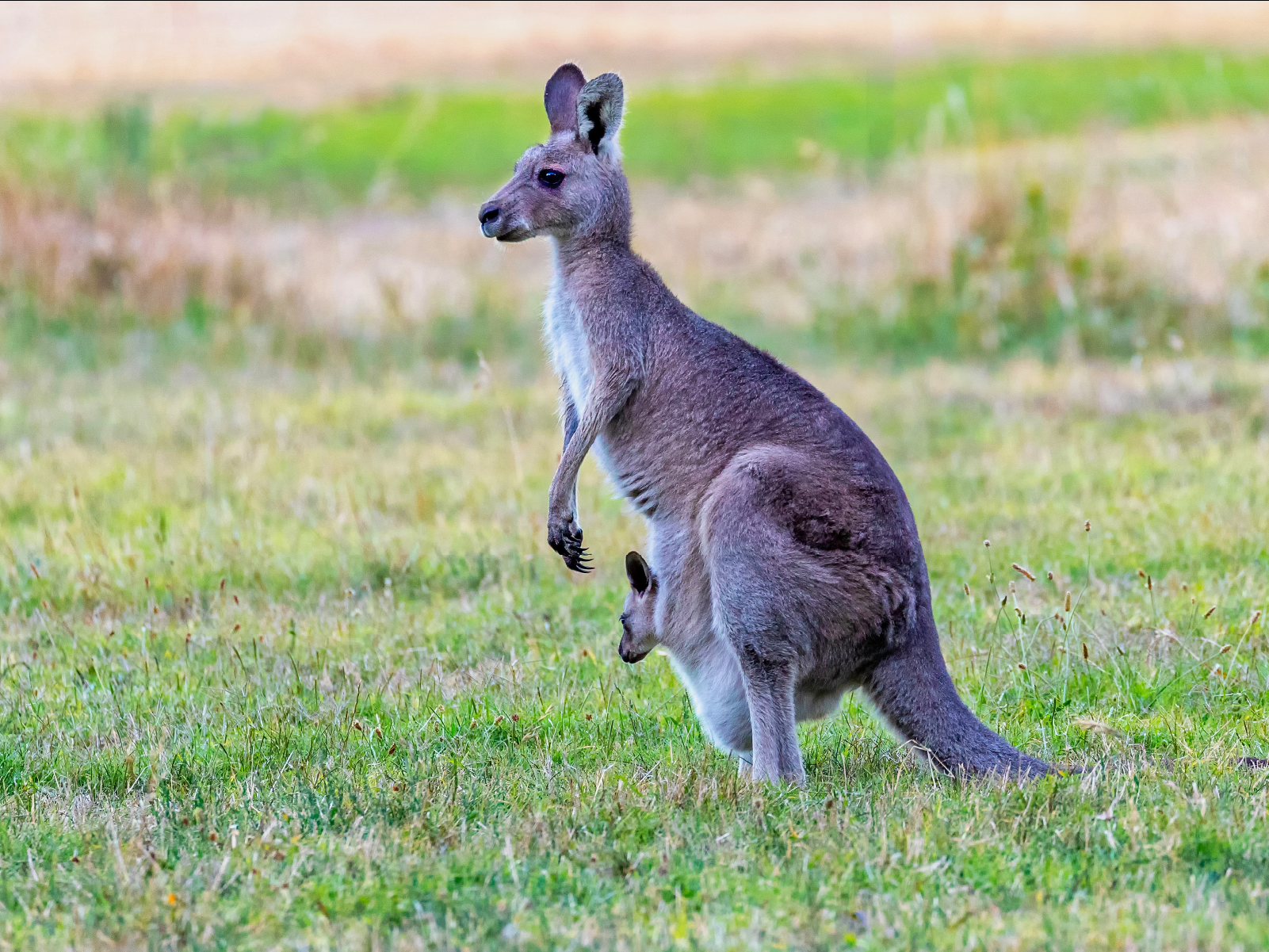 Best of Wildlife and Birds Tour - Canberra