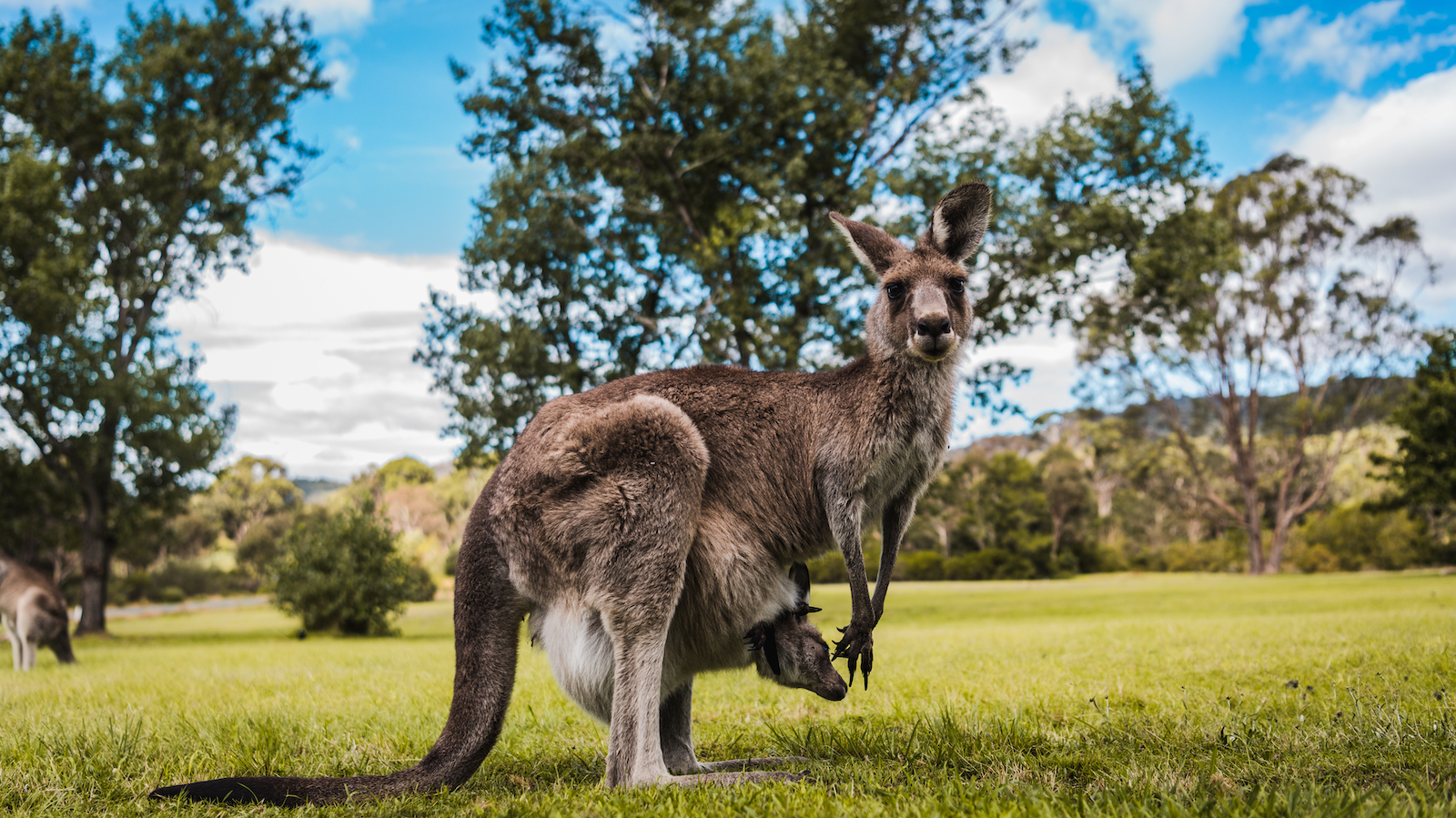 Best of Wildlife and Birds Tour - Canberra