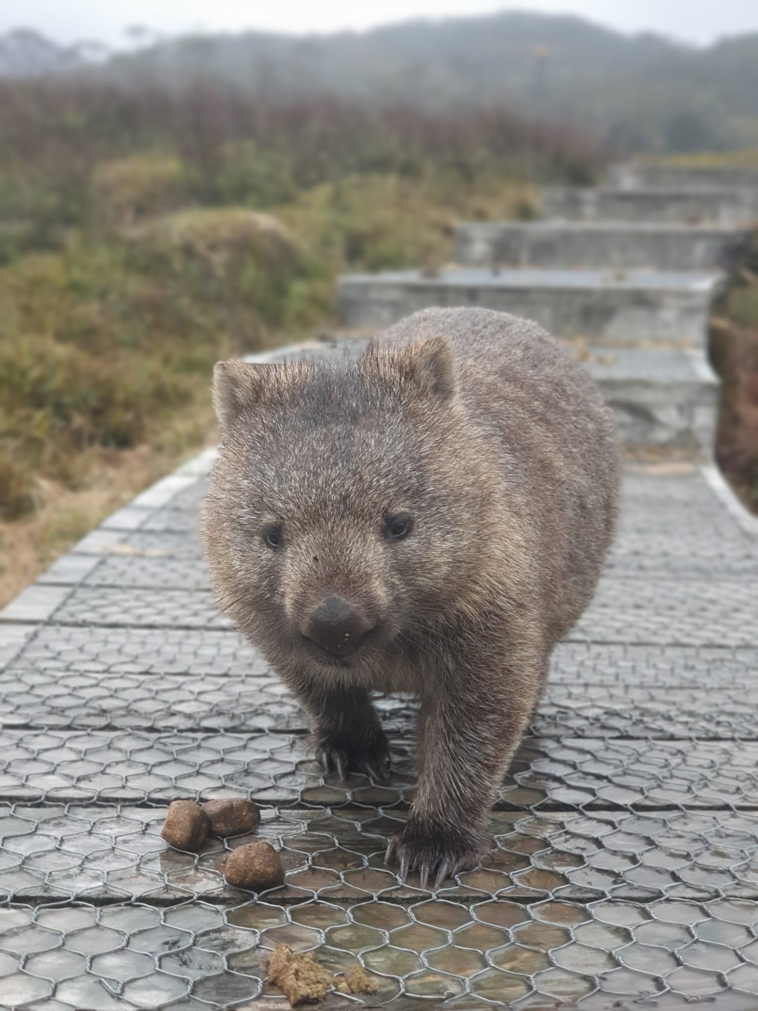 Cradle Mountain: Hobart to Cradle Active Day Trip