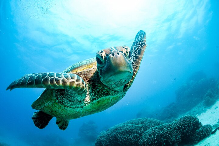 2 Day Great Barrier Reef, Daintree Rainforest and Cape Tribulation