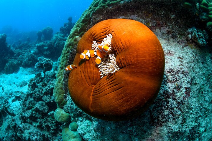 2 Day Great Barrier Reef, Daintree Rainforest and Cape Tribulation