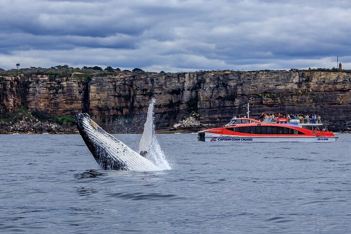 Sydney Hop-on-Hop-off Cruise and Whale Watching Cruise