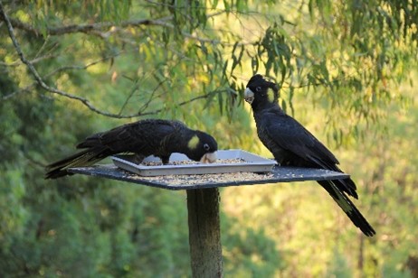 Hunter Valley Wine Wildlife Watagans Wilderness and Railways