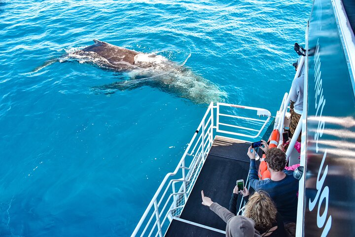 Mooloolaba Whale Watching Cruise