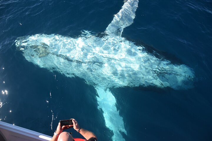 Mooloolaba Whale Watching Cruise