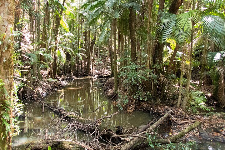 Bellthorpe Rainforest Private Tour, Australia | Activities in Australia