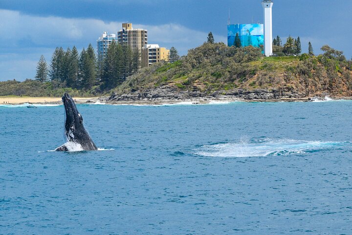 Mooloolaba Whale Watching Cruise