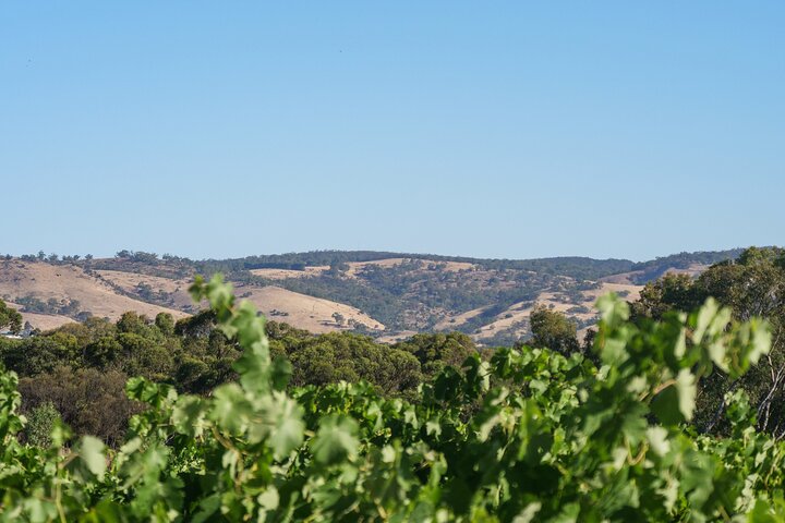 Full-Day Private Day Tour to Barossa Valley