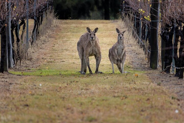 Hunter Valley Wine Tasting Guided Day Tour